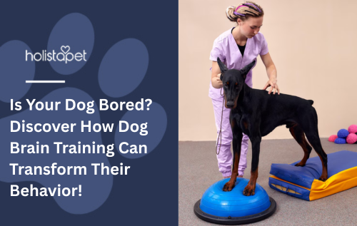Is Your Dog Bored? Discover How Dog Brain Training Can Transform Their Behavior!