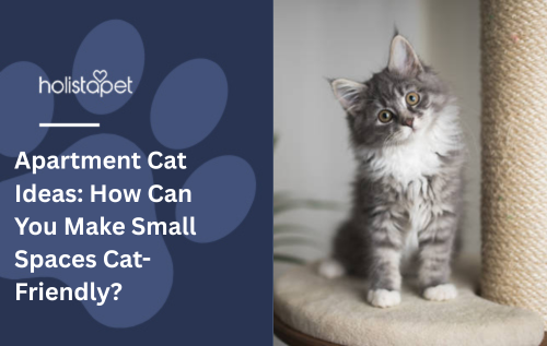 Apartment Cat Ideas: How Can You Make Small Spaces Cat-Friendly?