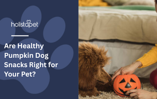 Are Healthy Pumpkin Dog Snacks Right for Your Pet?