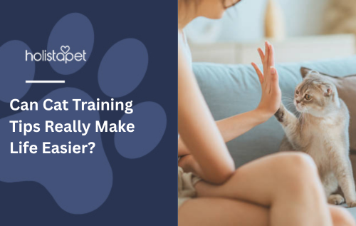 Can Cat Training Tips Really Make Life Easier?