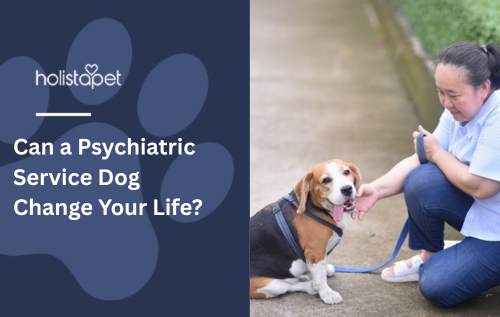 Can a Psychiatric Service Dog Change Your Life?