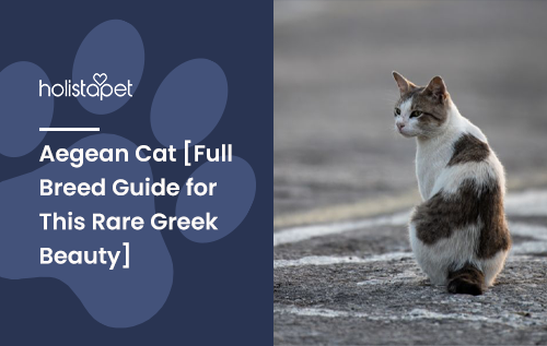 HolistaPet blog header "Aegean Cat" with a white-and-brown cat sitting outdoors on pavement