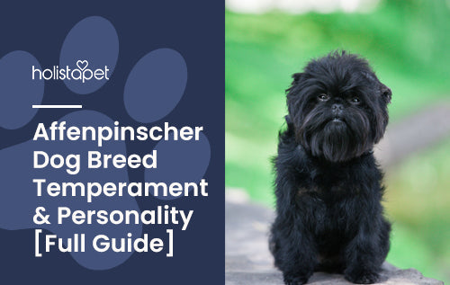 Facts about Affenpinscher dog breed!