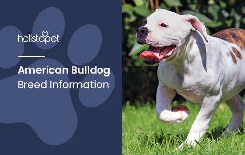 American Bulldog Breed Guide