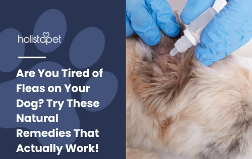 Are You Tired of Fleas on Your Dog? Try These Natural Remedies That Actually Work!