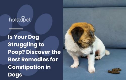 HolistaPet blog header "Is Your Dog Struggling to Poop? Discover the Best Remedies for Constipation in Dogs"