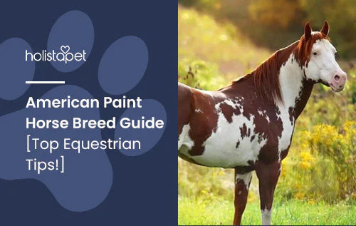 Horse breed guide about American Paint Horse