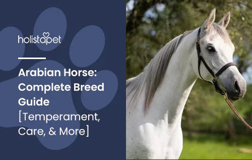 Arabian Horse Complete Guide and Information