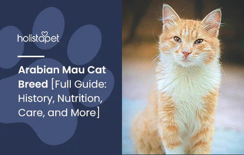 Arabian Mau Cat Breed Full Guide