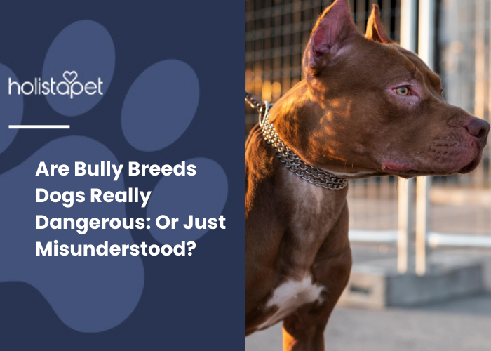 A brown Bully on a leash outside.