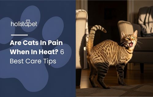 A cat with its mouth open in a home setting, featured in an article about are cats in pain when in heat