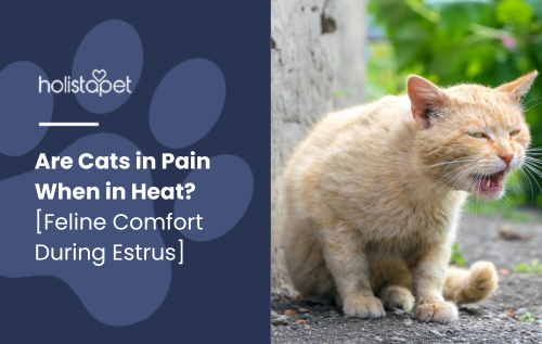 Cats in Heat featured blog image by Holistapet. Shows an orange cat crouching near a wall, appearing to vocalize or yowl, a behavior common during estrus.