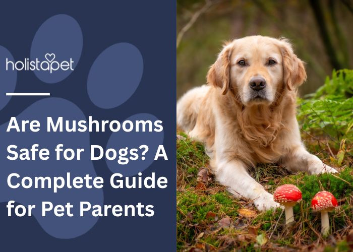 Are mushrooms safe for dogs featured blog image by Holistapet. Shows a Golden Retriever sitting near some red cap mushrooms.