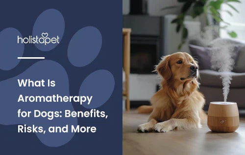 A golden retriever laying down in a living room with a diffuser on sitting next to him.