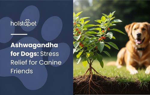 A golden retriever resting on green grass beside an ashwagandha plant, illustrating the natural herb often discussed in ashwagandha for dogs wellness guides.