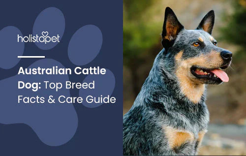 Australian Cattle Dog Breed Facts