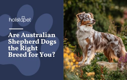 Are Australian Shepherd Dogs the Right Breed for You?