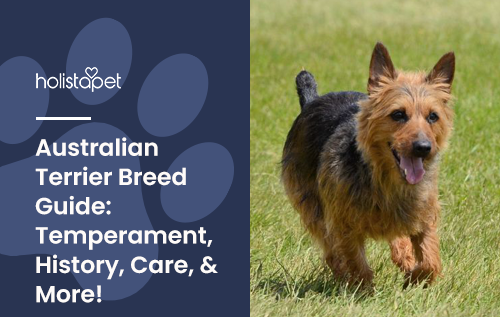 Australian Terrier Dog Breed Guide