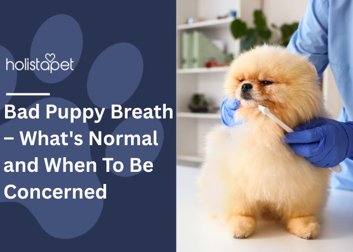 Bad Puppy Breath Featured Blog Image by Holistapet. Shows a fluffy Pomeranian dog at the vet's office getting its teeth checked.