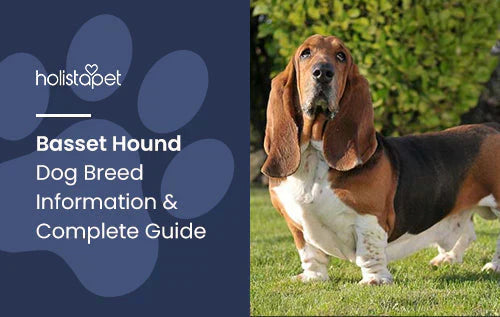 Basset Hound Dog Breed Complete Guide