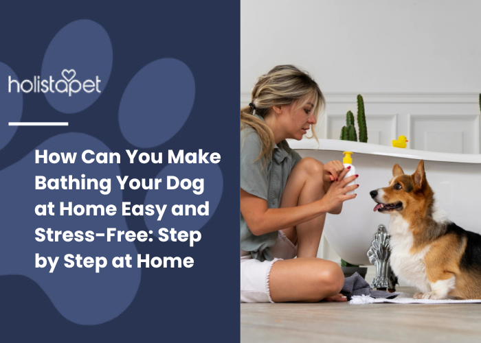 a corgi getting ready by the owner to take a bath