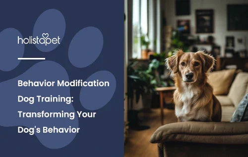 A golden retriever sitting down on a couch in a living room.