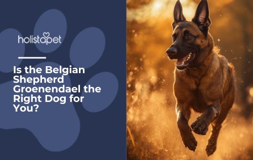 A Belgian Shepherd Groenendael running outside.