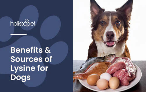 Is Lysine Safe for Dogs