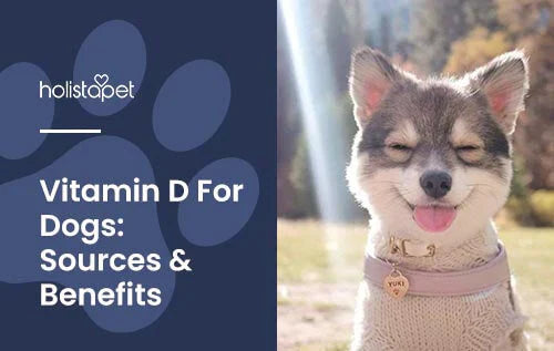 Do Dogs Need Vitamin D?