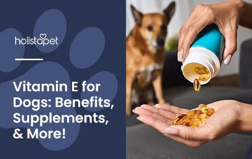 Is Vitamin E good for Dogs