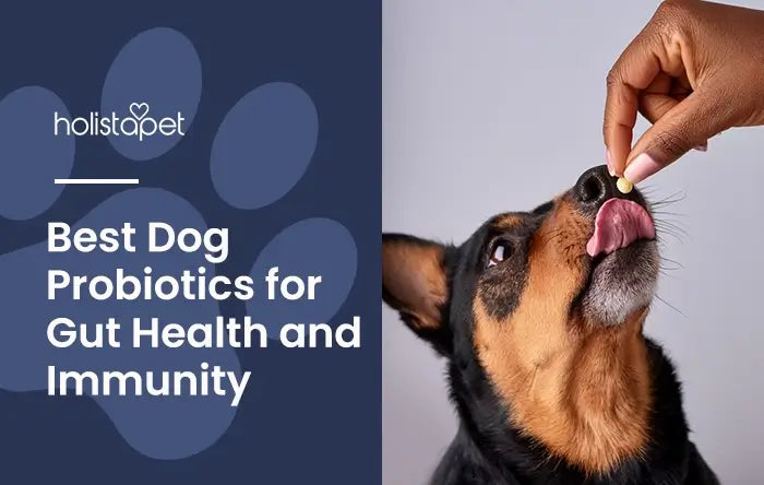 Best Dog Probiotics featured blog image by Holistapet shows a person's hand feeding a brown and black dog a probiotic capsule.