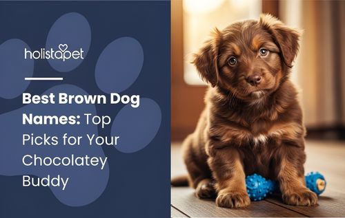 A fluffy brown puppy with a blue toy sits on a wooden floor in soft sunlight