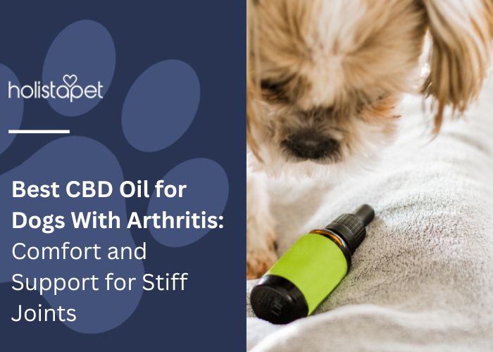 Best CBD Oil for Dogs With Arthritis featured blog image by Holistapet. Shows a small dog curiously looking at a green CBD oil dropper bottle placed on a soft surface.