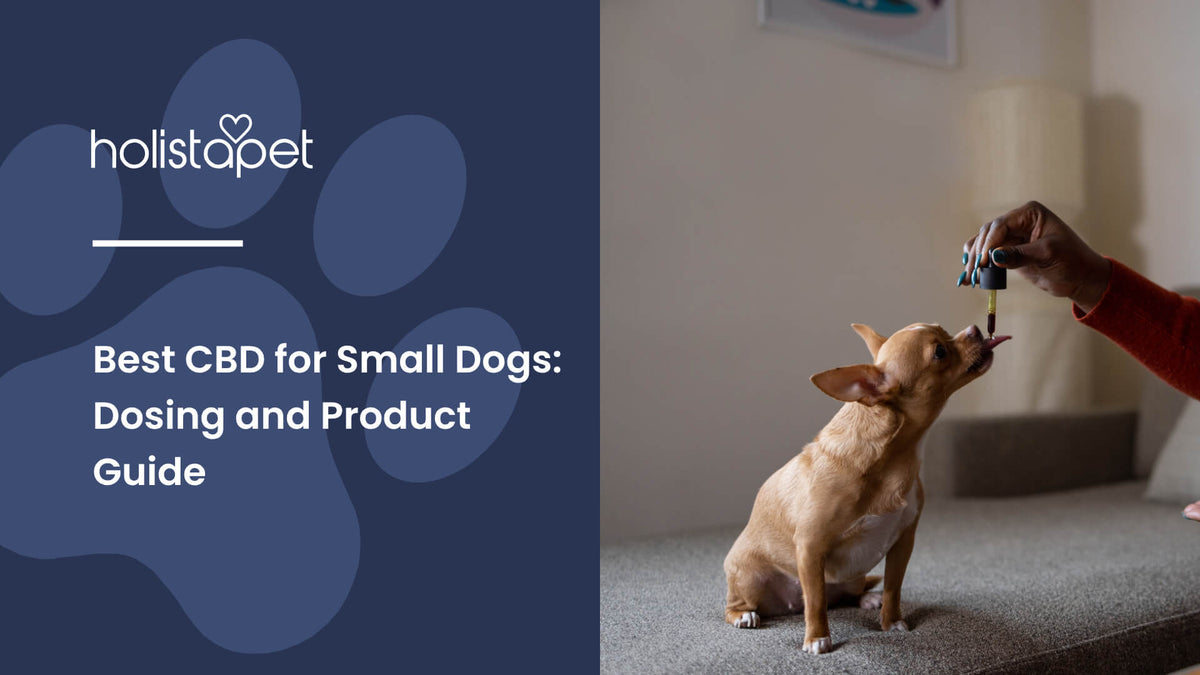 Best CBD for Small Dogs (featured blog image by Holistapet) shows a Chihuahua licking CBD oil from a dropper