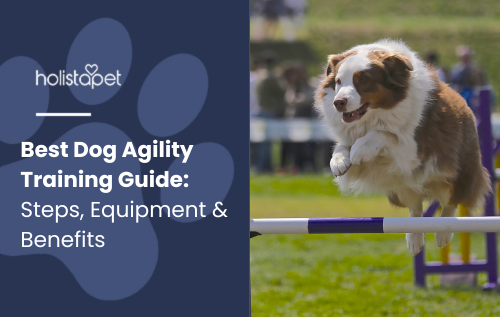 Best Dog Agility Training Guide Feature image by Holistapet. Shows a dog mid-air jumping over an agility hurdle during an outdoor training session.