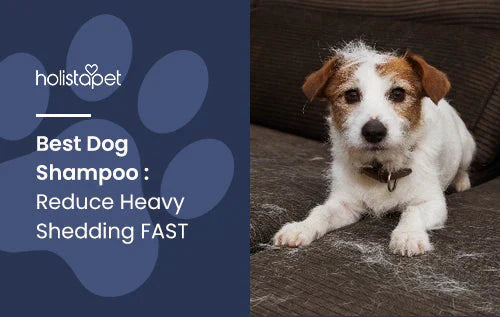 Best Dog Shampoo for Shedding