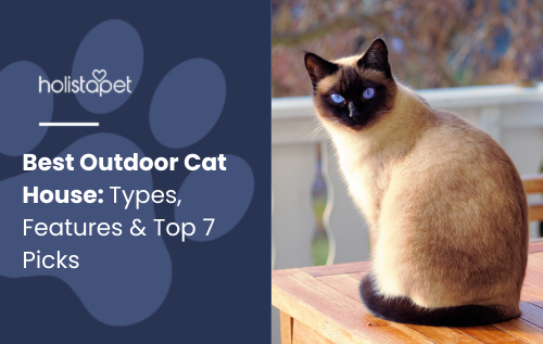 Best Outdoor Cat House featured blog image by Holistapet. Shows a Siamese cat sitting on a wooden surface outdoors, suggesting outdoor living setups.