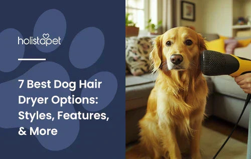 A golden retriever being blow dried by a person in a living room.