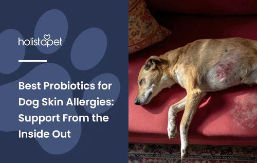 A dog laying down on a couch with a rash on its stomach with the title "Best probiotics for dog skin allergies".