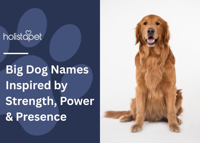 Big Dog Names featured blog Image by Holistapet. Shows a large Golden Retriever sitting