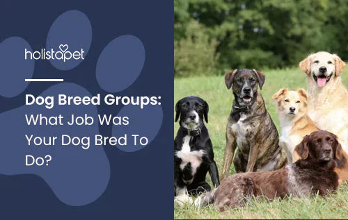 Different dog breed groups and their history!