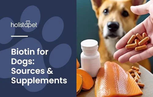 Biotin Supplements for Dogs