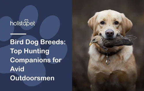 Bird Dog Breeds: Top 11 Hunting Companions