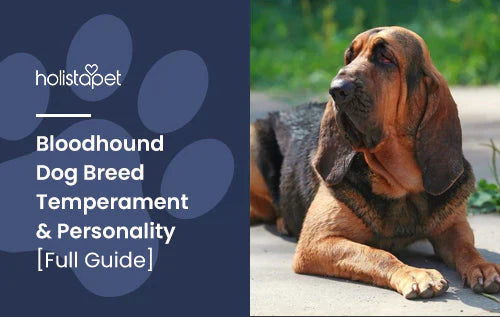 Fun Facts about the Bloodhound Dog Breed