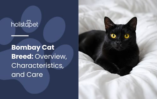 HolistaPet featured image showing a black Bombay cat on a white bed with the text “Bombay Cat Breed: Overview, Characteristics, and Care.”