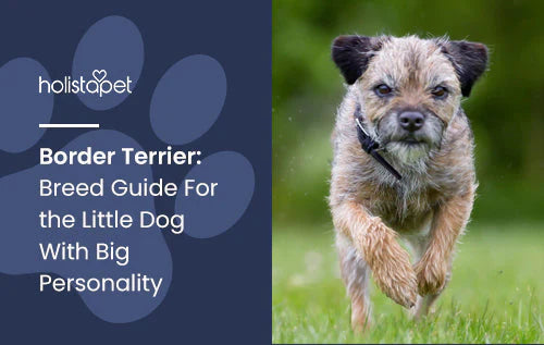 Holistapet Feature Blog about Border Terrier Dogs