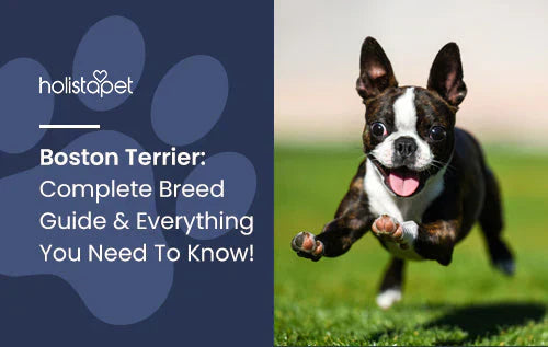 Breed guide for Boston Terriers