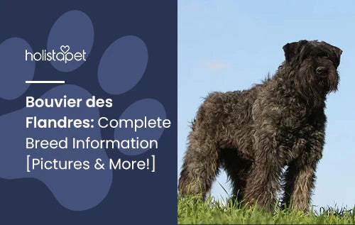 Bouvier des Flandres Information and Guide