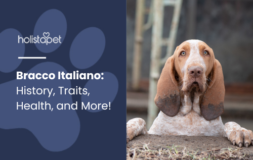 Bracco Italiano featured blog image by Holistapet. Shows a Bracco Italiano dog with droopy ears and a brown-and-white coat, resting its paws on a wooden surface with a curious expression.