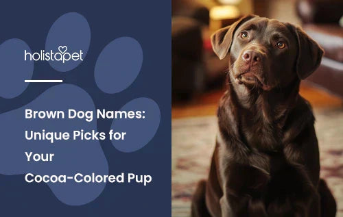A chocolate lab sitting down in a living room with the title "Brown dog names".